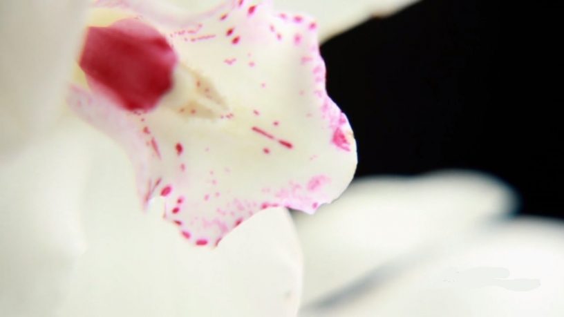 1. Jasa Videografi Terbaik di Indonesia