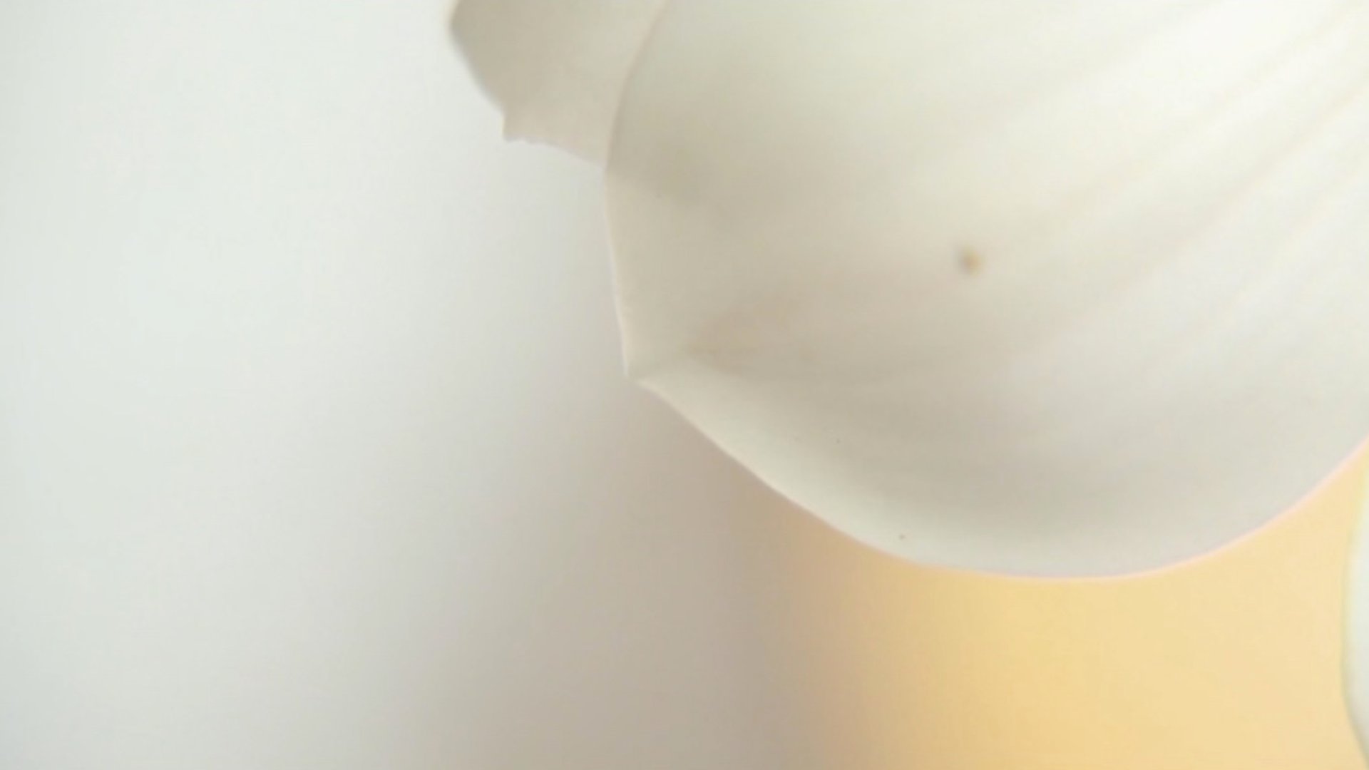 10. Membuat Video Berkualitas dengan Obyek Tanaman atau Bunga